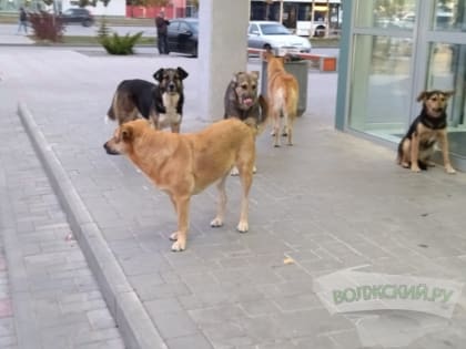 Волгоградская прокуратура через суд обязала чиновников создать приют для агрессивных собак