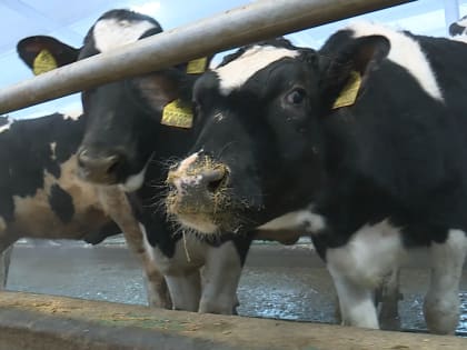 За минувший год 11 жителей Волгоградской области заразились бруцеллезом