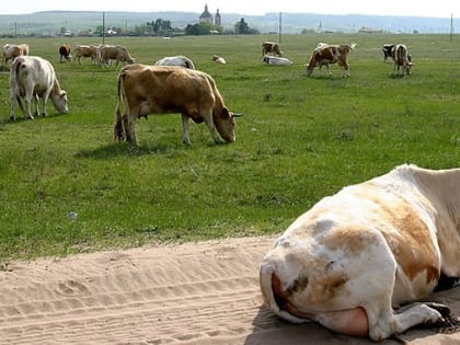 Коровы в Волгоградской области стали давать больше молока