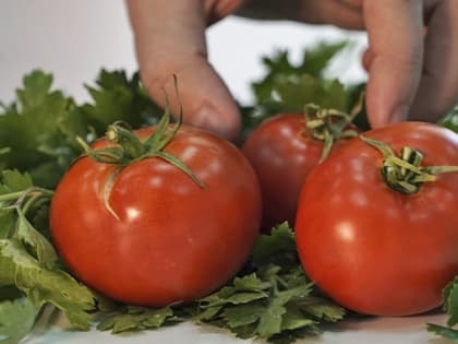 Волгоградстат зафиксировал рекордное снижение цен на помидоры и подсолнечник