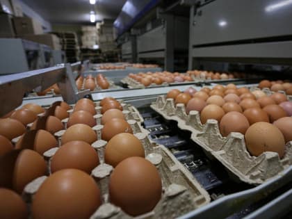 827 миллионов яиц получили в Волгоградской области