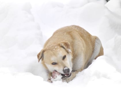 Под Волгоградом подростка покусала бродячая собака