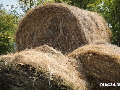 В хозяйствах Волгоградской области возросли запасы кормов