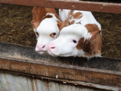 О состоянии животноводства в Дубовском районе