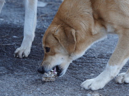 Под Волгоградом из-за околевшей бешеной собаки ввели карантин
