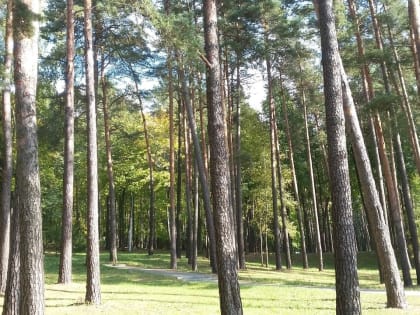 Создание зеленого щита Волгограда потребует системной совместной работы