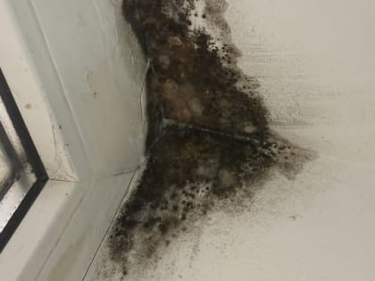 Пациенты показали черную плесень в платных палатах волгоградской больницы