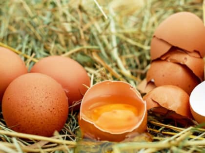 В Волгоградской области производство яиц выросло на 2%