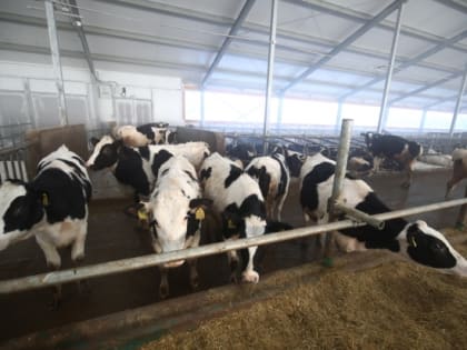 Что можно и чего нельзя делать 19 февраля, в день Вукола Телятника