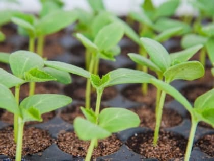 Волгоградский комплекс применяет современные технологии для подготовки рассады