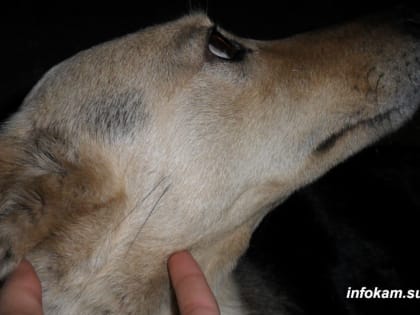 Названы смертельно опасные заболевания, которыми может заразить человека собака