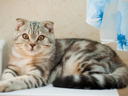 Приметы и запреты в Ермилов день, 26 января