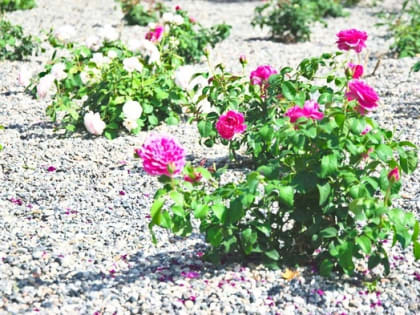 В заросшем травой по пояс волгоградском ЦПКиО подсветят единственную клумбу с розами