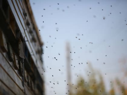 Приметы на 10 июля: как определяли погоду на Самсонов день