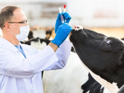 Меры профилактики ящура