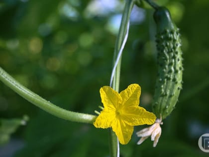 В Волгограде определят размер земельного участка под огород