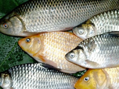 В Волгоградской области на 25% нарастили производство рыбной продукции