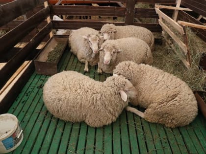 Почти 228 млн направят на поддержку племхозяйств в Волгоградской области