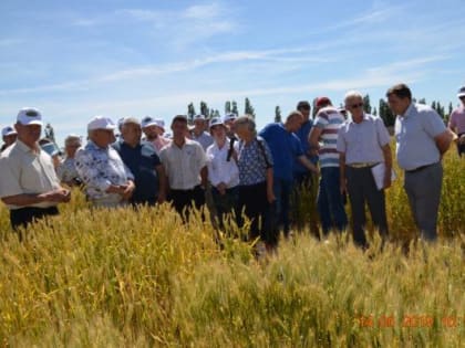 Аграрии собрались на семинар в полях Камышинского района, чтобы обсудить, на какую пшеницу делать ставки