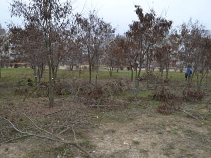 Парк Дружбы в Жирновске «вздохнул» после омолаживающей обрезки деревьев