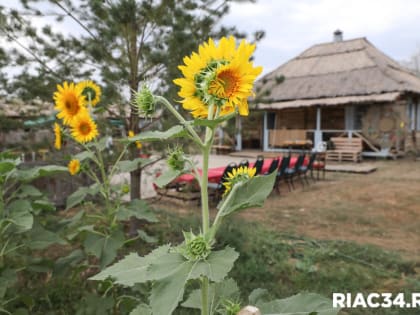 Волгоградская область начала подготовку к выставке на ВДНХ