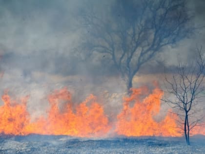 МЧС: в Волгоградской области сохраняется чрезвычайная пожароопасность