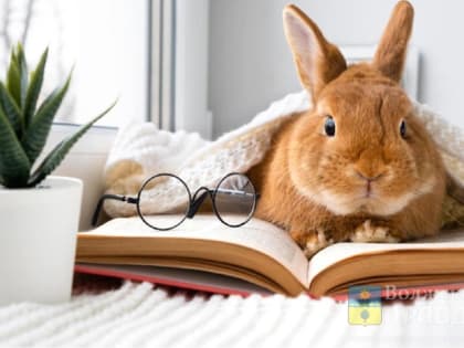 Кроличьи корректировки: в 2023-м правовые новшества коснулись соцвыплат, штрафов, цен на водку и отдыха Турции