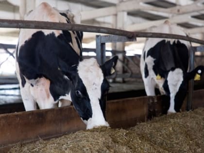 В волгоградской области выросло производство молока