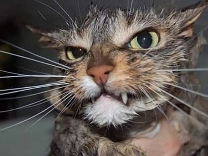 Волгоградская область – лидер по случаям бешенства животных