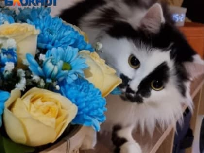 Готовьтесь лечить токсоплазмоз, если любите целоваться с кошками