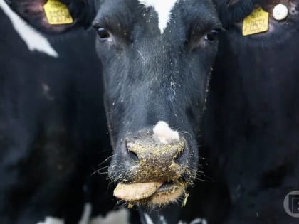 Почти 600 тысяч тонн молока произвели в Волгоградской области в 2022 году