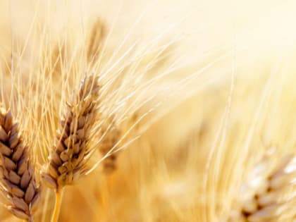 В Волгоградской области упали цены на зерно
