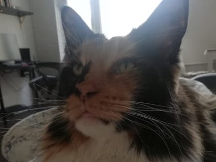 Пред судом предстанет прохиндей, «прокативший» волжанку с котёнком породы мейн-кун