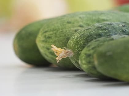Огурцы в Волгоградской области подорожали на 50 рублей за неделю
