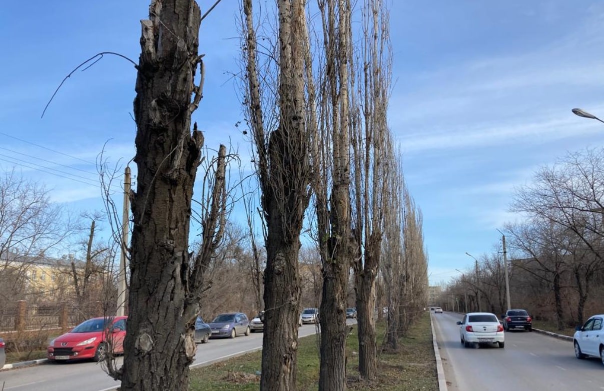 Улица тополей самара. Тополей 3 Самара. Тополь Волжский. Тополя в Волгограде фото. Старый Тополь.