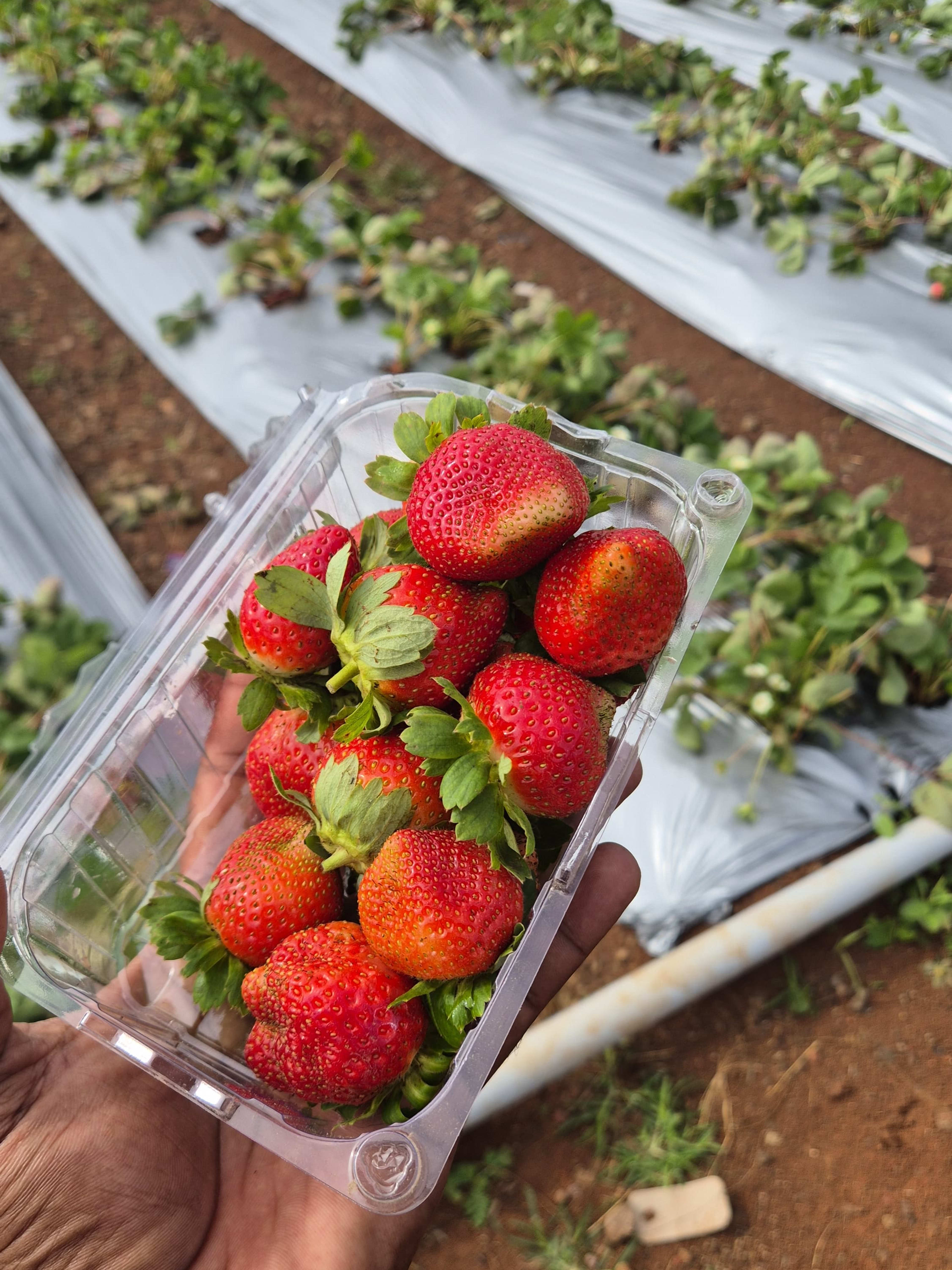 The latest members of our story - Fresh Strawberries!