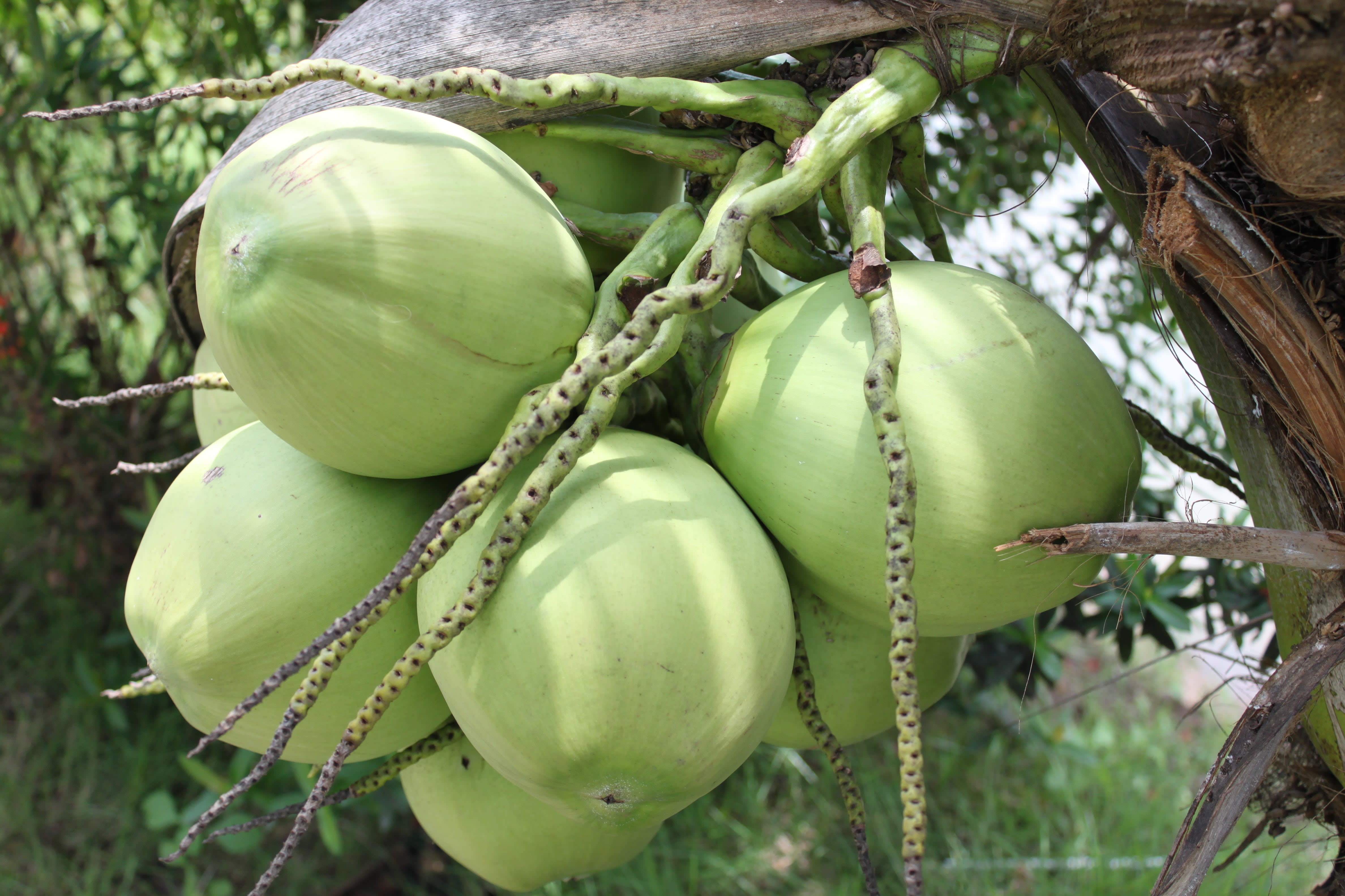 Dừa Tươi