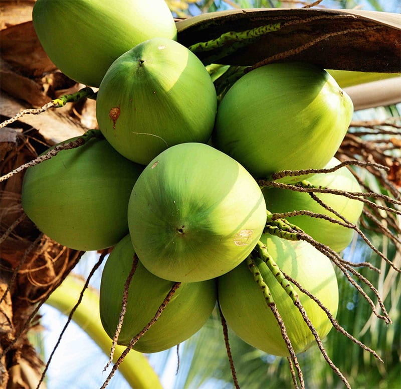 Dừa Tươi Xuất Khẩu
