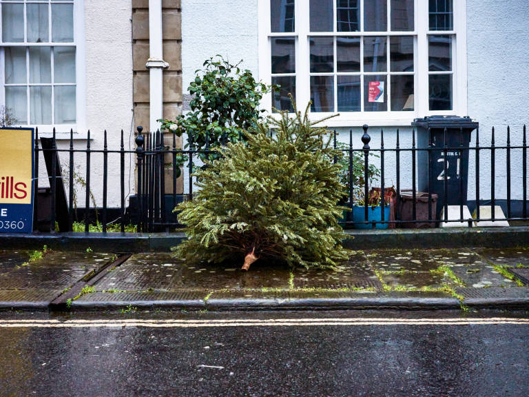 Christmas Tree, January 2023. Photograph Copyright &copy; Simon Holliday
