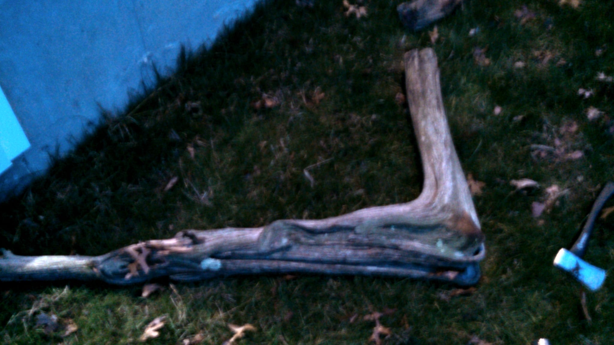 A big tree part