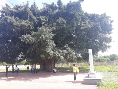 Kỳ bí cây sanh cổ thụ hàng trăm tuổi ôm trọn ngôi miếu thiêng