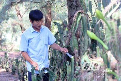 Thanh mát xương rồng