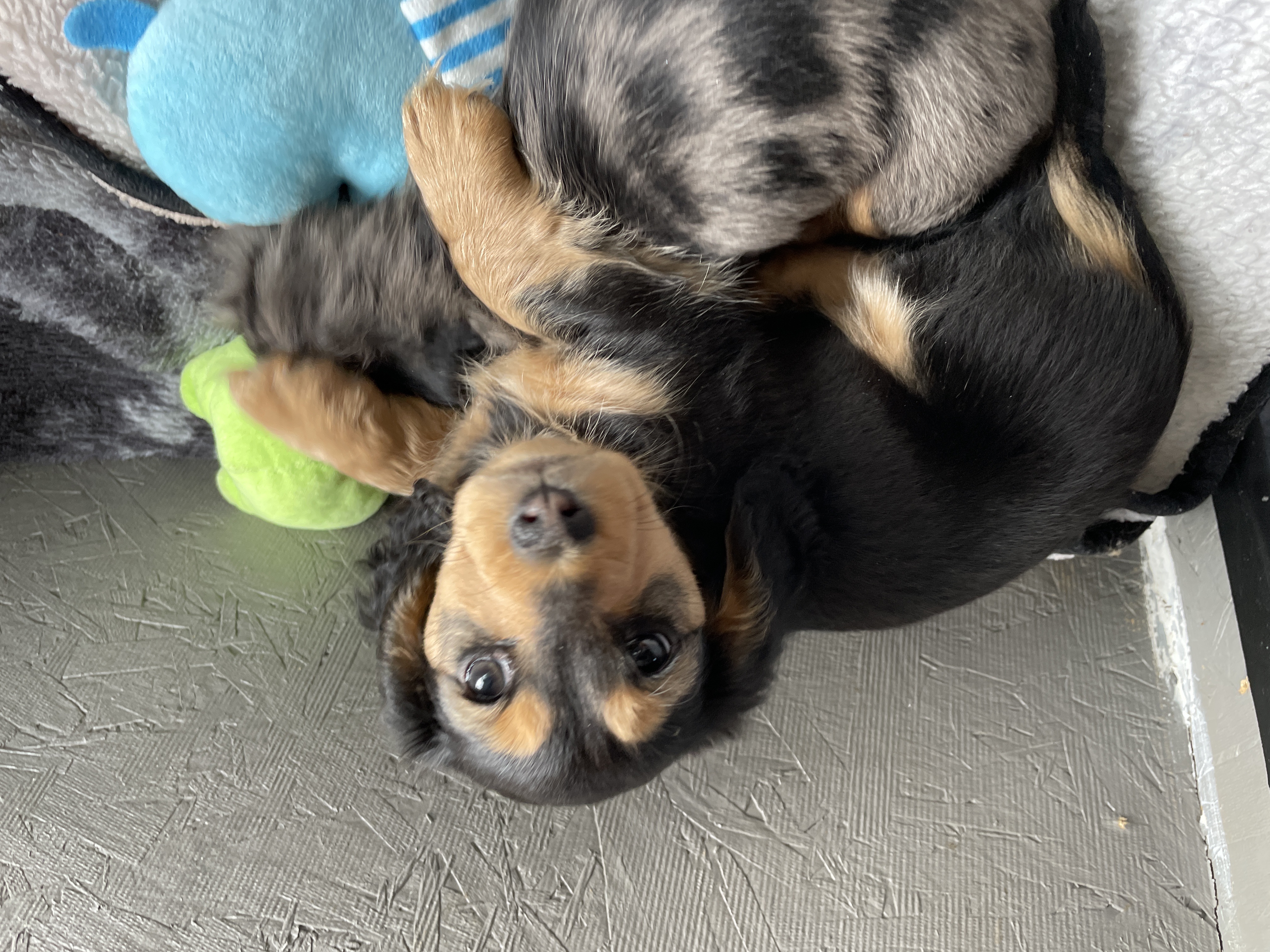 Miniature Dachshund Puppies