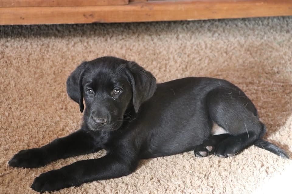 Labrador Retriever Puppies