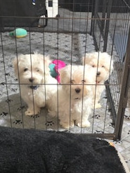 MALTESE PUPPIES