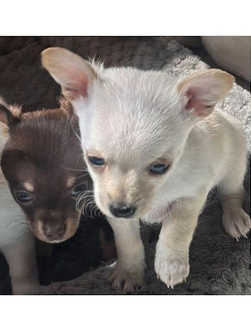 Adorable Chiweenies