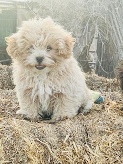 Shih/Poo