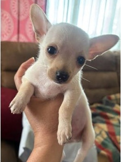 1 Chiweenie puppy