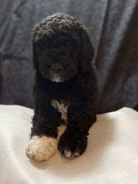 Standard Poodle Puppies