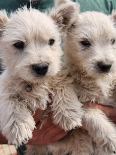 West Highland White Terriers AKC